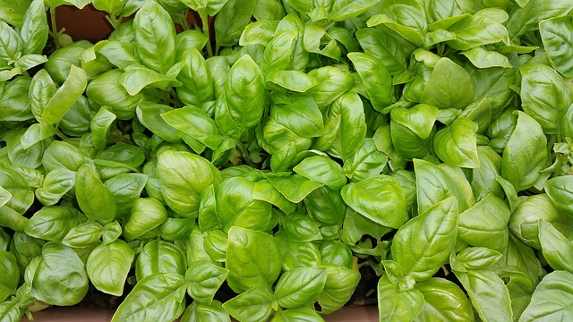 basil-898699_640