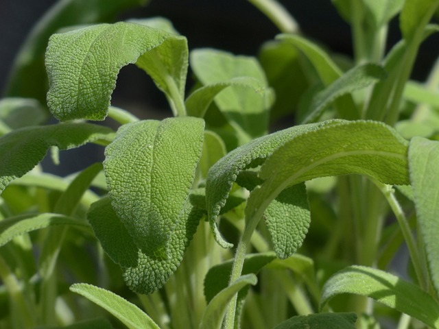 real-sage-115351_640